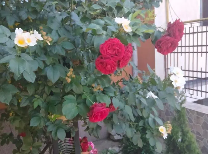 La Casa Gina, Iulius Mall